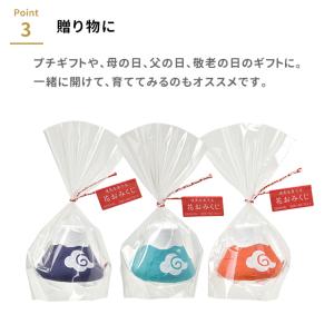 栽培セット 栽培キット 聖新陶芸 おめでたおみ...の詳細画像4