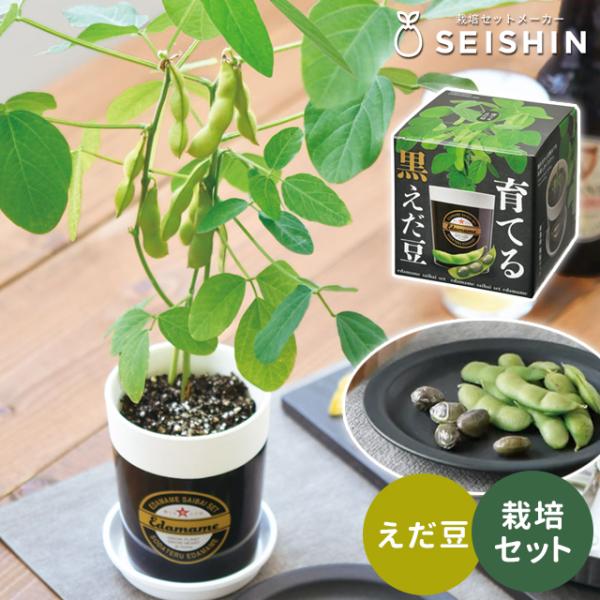 栽培キット 栽培セット 聖新陶芸 育てる黒えだ豆 栽培セット GD-995