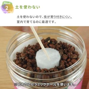 栽培キット 栽培セット 聖新陶芸 グリーンペッ...の詳細画像3