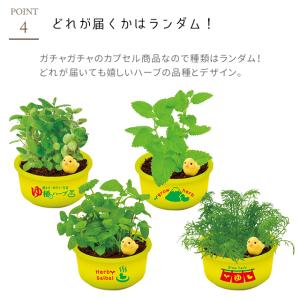 栽培キット 栽培セット 聖新陶芸 育てるカプセ...の詳細画像4