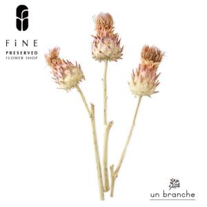 アーティーチョークミニ ドライフラワー 花材 販売 小分け 手作り ハンドメイド 飾り インテリア リース 材料 【アンブランシュ】