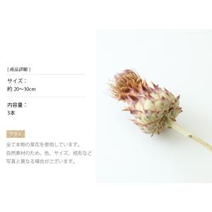 アーティーチョークミニ ドライフラワー 花材 ...の詳細画像2