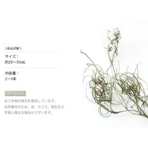ゴアナクロー ドライフラワー 花材 販売 小分...の詳細画像2