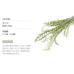 グレビレア・アイバンフォー スプリンググリーン...の詳細画像2