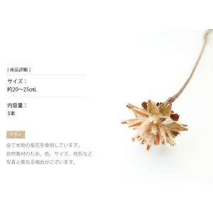 スターコーンステム付 ドライフラワー 花材 販...の詳細画像2