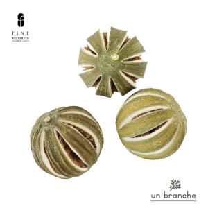 丸っぽライム 3個入り ドライフラワー 花材 販売 小分け 手作り ハンドメイド 飾り インテリア リース 材料 【アンブランシュ】