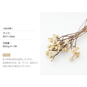 ナンキンハゼ 小 ドライフラワー 花材 販売 ...の詳細画像2