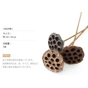 ハス ドライフラワー 花材 販売 小分け 手作...の詳細画像2
