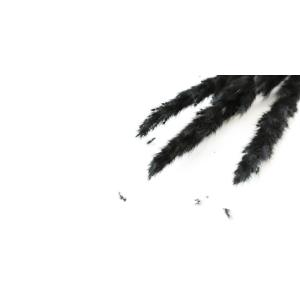 テールリード ブラック ドライフラワー 花材 ...の詳細画像4