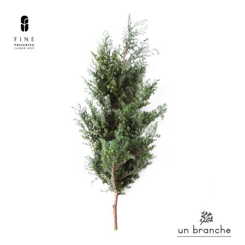 ヒムロスギ プリザーブドフラワー 花材 販売 小分け 手作り ハンドメイド 飾り インテリア リース...