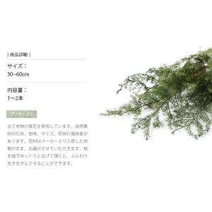 ヒムロスギ プリザーブドフラワー 花材 販売 ...の詳細画像2