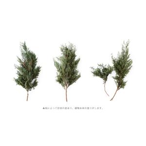 ヒムロスギ プリザーブドフラワー 花材 販売 ...の詳細画像3