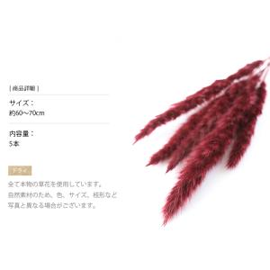 テールリード ワインレッド ドライフラワー 花...の詳細画像2