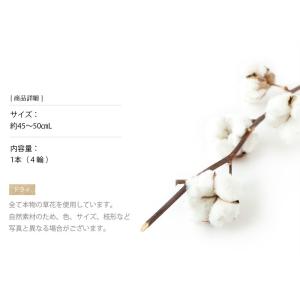 コットンフラワー ワタの木 ドライフラワー 花...の詳細画像2