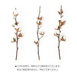 コットンフラワー ワタの木 ドライフラワー 花...の詳細画像3