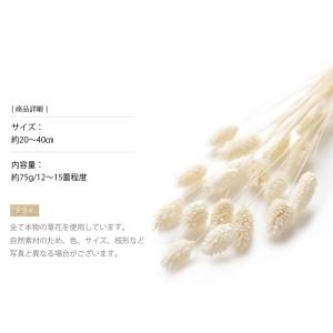 ポアプランツ 白 ドライフラワー 花材 販売 ...の詳細画像2