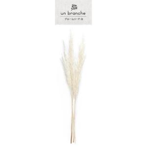 プルームリード 白 ドライフラワー 花材 販売...の詳細画像1