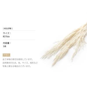プルームリード 白 ドライフラワー 花材 販売...の詳細画像2