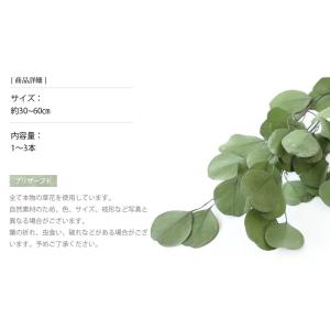 ポプルスパウダーグリーン プリザーブドフラワー...の詳細画像2