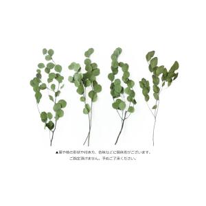 ポプルスパウダーグリーン プリザーブドフラワー...の詳細画像3