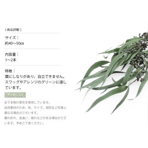 ユーカリエキゾチカ パウダーグリーン プリザー...の詳細画像2