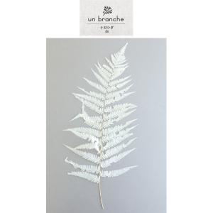 ナガシダ 白ドライフラワー 花材 販売 小分け...の詳細画像1