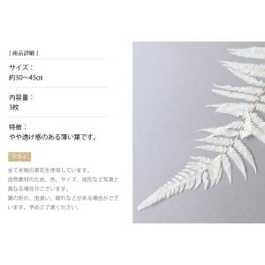 ナガシダ 白ドライフラワー 花材 販売 小分け...の詳細画像2