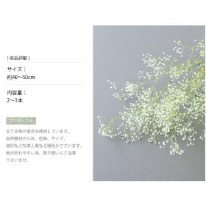 スーパーソフトミニ カスミ草フレア 白の詳細画像2