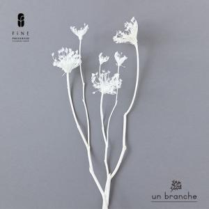 ワイルドフェンネル 白 ドライフラワー 花材 販売 小分け 手作り ハンドメイド 飾り インテリア リース 材料 【アンブランシュ】