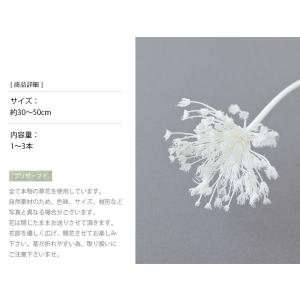 ワイルドフェンネル 白 ドライフラワー 花材 ...の詳細画像2