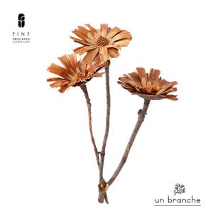 リペンスロゼッタ N ナチュラル ドライフラワー 花材 販売 小分け 手作り ハンドメイド 飾り インテリア リース 材料 【アンブランシュ】