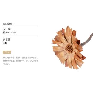 リペンスロゼッタ N ナチュラル ドライフラワ...の詳細画像2