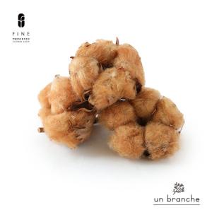 コットン ブラウン 綿 ワタ ドライフラワー 花材 販売 小分け 手作り ハンドメイド 飾り インテリア リース 材料 【アンブランシュ】