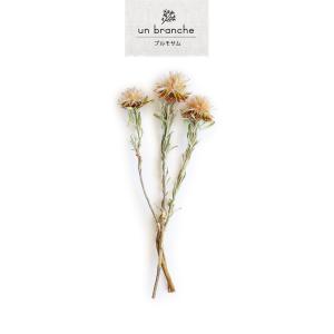 プルモサム ドライフラワー 花材 販売 小分け...の詳細画像1