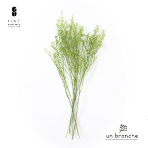 ペティーコート グリーン プリザーブドフラワー ドライフラワー ワイルドフラワー 花材 販売 小分け ナチュラル シンプル【アンブランシュ】