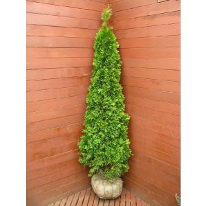 ムーングロー 10号 コニファー 観葉植物 インテリア 鉢植え