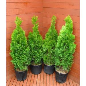 コニファー苗木 エメラルドグリーン（5号ポット植え） : 植物・園芸