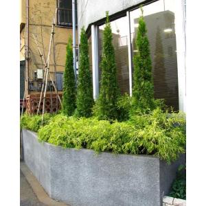 コニファー エメラルドグリーン80cm4本セッ...の詳細画像3