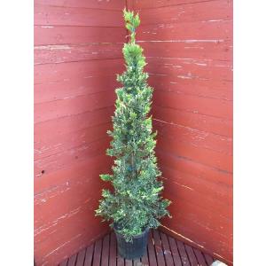 コニファー ゴールドライダー斑入り コニファー 庭木 植木 常緑樹シンブルツリー クリスマスツリー 苗木 植木 生垣 0016 ファインガーデン