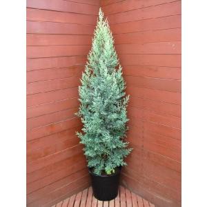 コニファー“サルフレア”150cm（庭木,植木,常緑樹,コニファー,シンボルツリー,クリスマスツリー）