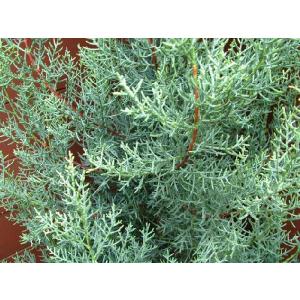 コニファー“サルフレア”150cm(庭木,植木...の詳細画像3