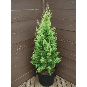 コニファー　サルフレア８０センチ（庭木,植木,常緑樹,コニファー,シンボルツリー,クリスマスツリー）