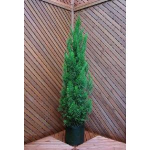 ムーングロー 10号 コニファー 観葉植物 インテリア 鉢植え