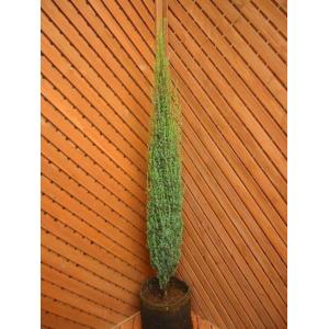 コニファー　センチネル80ｃｍ（庭木,植木,常緑樹,コニファー,シンボルツリー,クリスマスツリー）｜finegarden