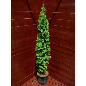 ヤシの木 トウシュロ 約120cm 現品発送 特大株 植木苗木 寒耐性 唐棕梠