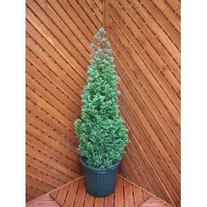 コニファー　パープルフェザー70ｃｍ（庭木,植木,常緑樹,コニファー,シンボルツリー,クリスマスツリー,生垣）｜finegarden