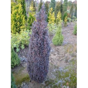 コニファー パープルフェザー70cm(庭木,植...の詳細画像2