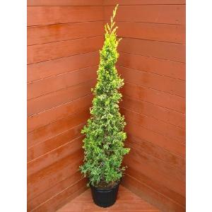 コニファー ブルーエンジェル150cm（コニファー,庭木,植木,常緑樹 