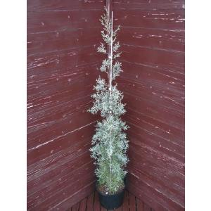 コニファー 『 ブルーアイス 』 2個セット （ 送料無料 ） 12〜15cm