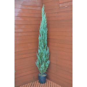 コニファー ブルーアイス 10号 観葉植物 鉢植え 苗 苗木 木 販売 送料